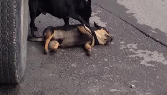 Imagen de perrito que intenta revivir a su amigo conmueve al mundo [VIDEO]