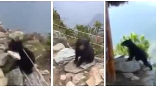 Machu Picchu: osito bebé se rehúsa a regresar a su hábitat y roba más de un suspiro (VIDEO)