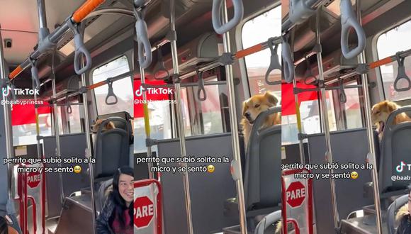 Perrito sube al bus y toma un asiento como un pasajero. (Foto: composición EC)
