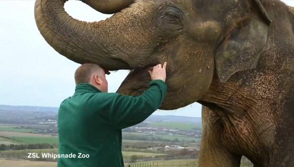 Inglaterra: Elefante visita a dentista por dolor de muelas y esto ocurrió [VIDEO]