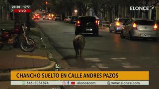 Cerdo recorre calles, se echa a dormir y policía en moto lo escolta hasta su casa │ VIDEO