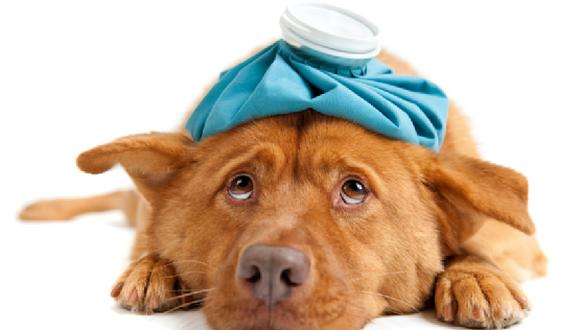 Cinco consejos para que tu perro no se enferme en invierno [VIDEO]  