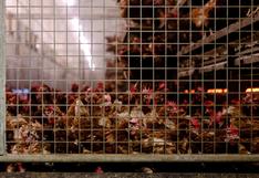 Con ley liberarán a gallinas ponedoras para que dejen jaulas que las torturan | VIDEO