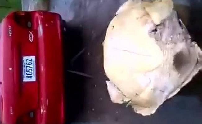 Facebook: ​Jóvenes atan a tortuga a auto y la arrastran hasta matarla [VIDEO]