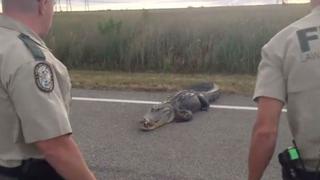 Un gran caimán detiene el tráfico en una carretera de Estados Unidos