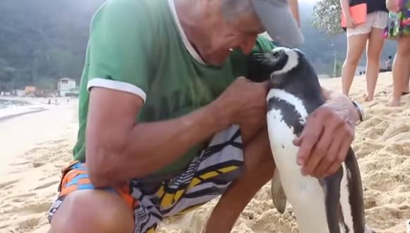 YouTube: Pingüino nada 8000 km cada año para reencontrarse con hombre que le salvó la vida [VIDEO]
