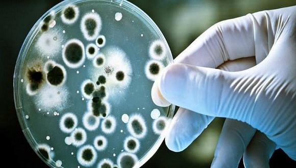 ¿Qué son las superbacterias? Datos importantes que debes conocer