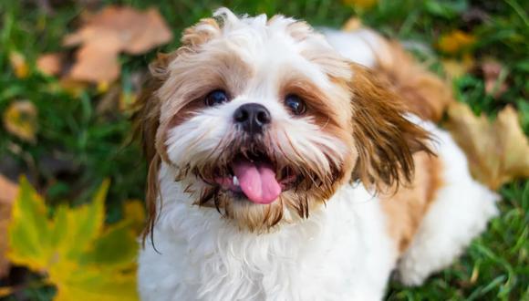 El veterianario recomendó desparasitar a los perros de los parásitos externos como pulgas, garrapatas y ácaros, tanto en verano como en invierno. (Foto: Shutterstock)