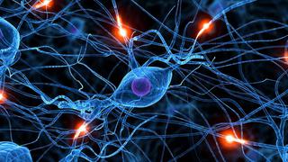 Científicos crean neuronas y las usarán para reparar daños en médula 