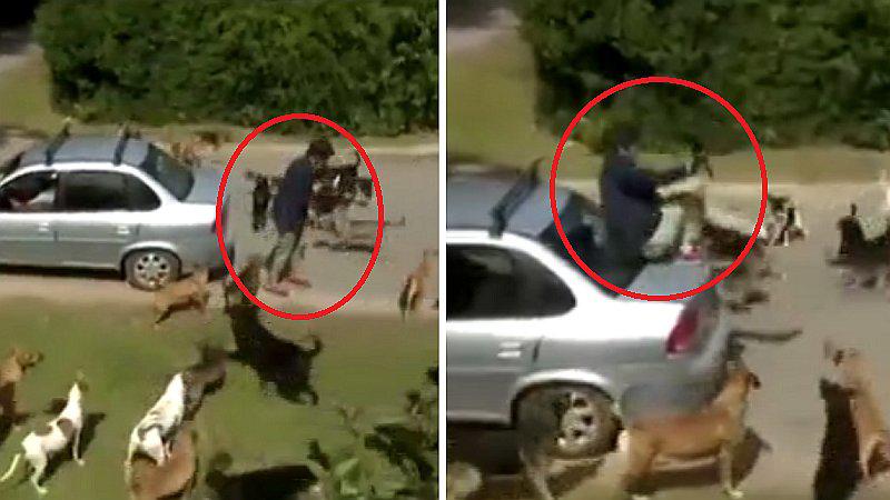 Reportero pasa complicado momento en vivo frente a jauría de perros (VIDEO)