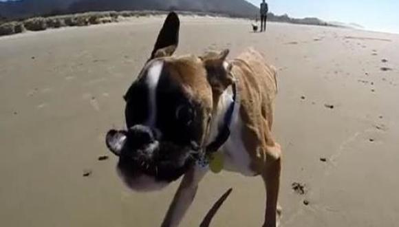 Mira la primera vez en la playa de un perrito con dos patas [VIDEO]