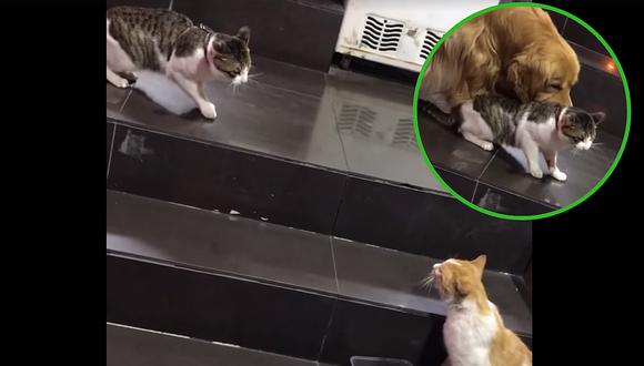Perro detiene pelea de gatos hambrientos (VIDEO)