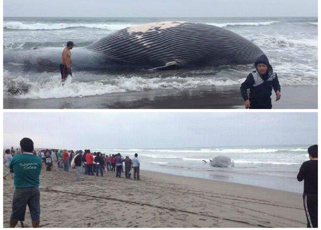Arequipa: Encuentran ballena muerta en playas de Punta de Bombón