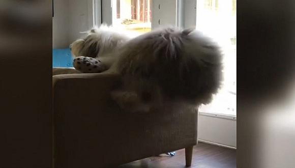 Mascotas: mira toda la travesía que hizo este perrito para subir a un sofá (VIDEO)