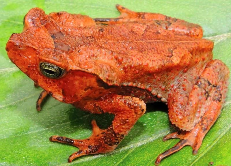 Encuentran una nueva especie de sapo en el Perú