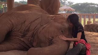 ​YouTube: Elefante se arrulla con canción de cuna de su cuidadora [VIDEO]
