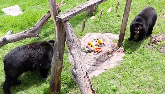 Junín: zoológico abre sus puertas a los visitantes con un aforo de 40% en Huancayo (Foto: captura video)