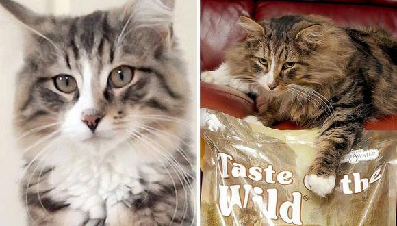 Gato desapareció y un año después lo encuentran con el doble de peso viviendo en una fábrica de comida para mascotas