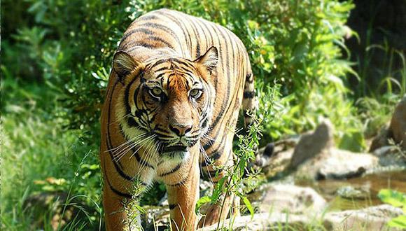 ​Tigre mata a hombre que invade hogar natural de los animales salvajes