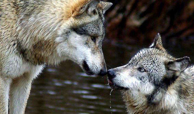 ¡Tiernos! Conoce a 7 parejas más fieles del reino animal