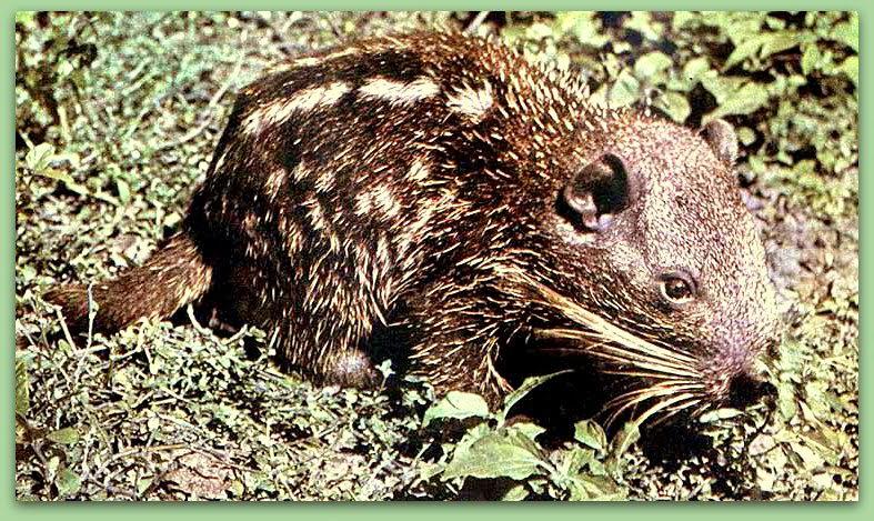 Animales peruanos predicen terremotos por la electricidad ambiental