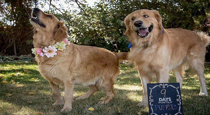 Mascotas: Perrita embarazada festeja su Baby Shower y fotos alborotan las redes