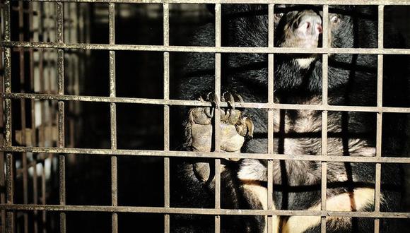 Los mamíferos fueron encontrados en mal estado. Tenían las garras y colmillos deteriorados por intentar romper las jaulas. (Foto: Infobae)