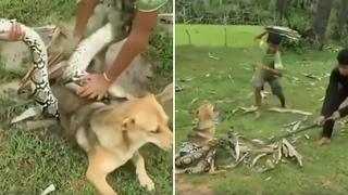 Valerosos niños se enfrentan a serpiente para salvar a su perrito (VIDEO)