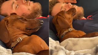 Perro salchicha le da un ‘beso’ de buenas noches a su dueño y video se hace viral