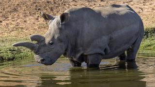 Apuestan por células madre para salvar rinoceronte blanco norteño 