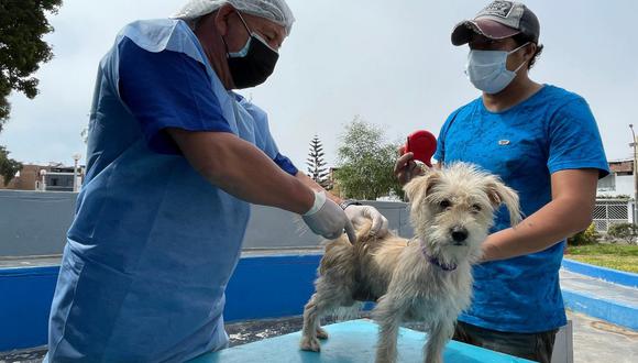 La campaña de esterilización se inició hace tres meses y, hasta la fecha, se han intervenido a 340 canes y gatos de los 2 943 que tiene empadronados en el sistema comunal.