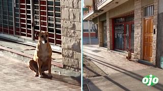 Perrita espera afuera de librería a su dueña que murió de un paro cardiaco | FOTOS