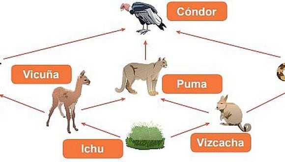 Animales Que Conforman La Cadena Alimenticia ojo.pe