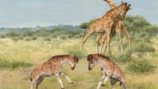 Animal extinto explicaría a la ciencia por qué las jirafas tienen un cuello tan largo