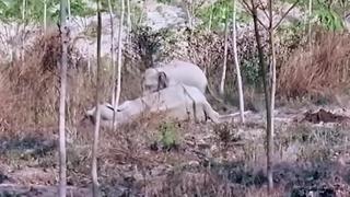 Una cría de elefante se enfrenta a veterinarios para proteger a su madre enferma | [VIDEO]