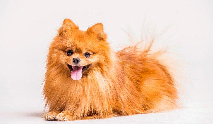 ​Diputado propone que las mascotas sean consideradas parte de la familia y hereden bienes