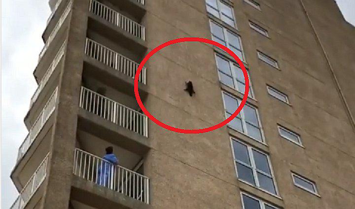 Mapache salta del noveno piso y tiene un final inesperado (VIDEO)