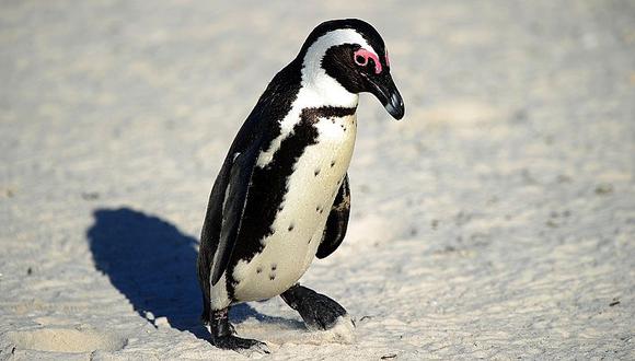 Sudáfrica: Ellos liberaron al pingüino "Buddy", pero fueron acusados de robo