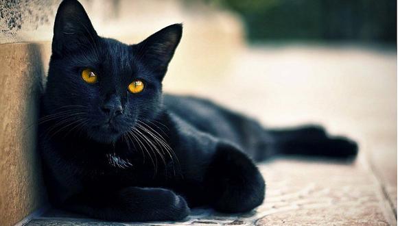 ¿Por qué los gatos negros son de mala suerte?