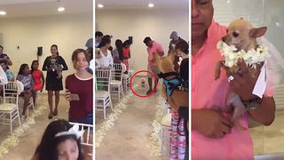 Perros chihuahua "se casan" en tierna boda en hotel | VIDEO