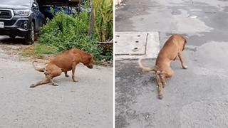 Perro de la calle finge tener la pata rota para recibir cariño y comida | VIDEO
