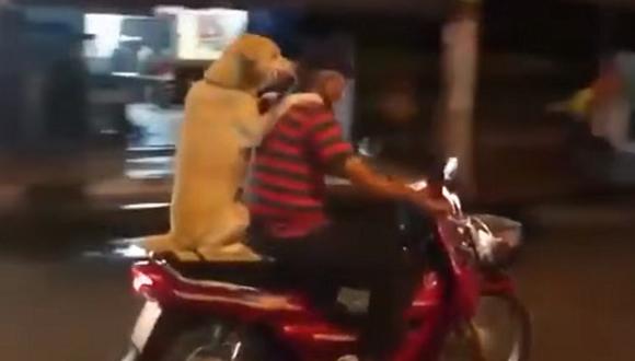 Youtube: Perro que acompaña a su amo en moto y lleva paraguas [VIDEO]