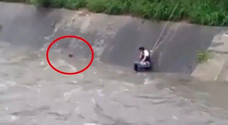 Perrito se salva de morir ahogado: logró ser rescatado a tiempo (VIDEO)