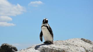 Pingüino es encontrado muerto y hallan una mascarilla en su estómago al hacerle la autopsia 