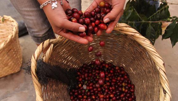 INIA presentó novedosa tecnología para fertilización de plantaciones antiguas de café