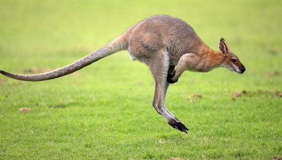 Canguros usan cola como poderosa extremidad, revela estudio 