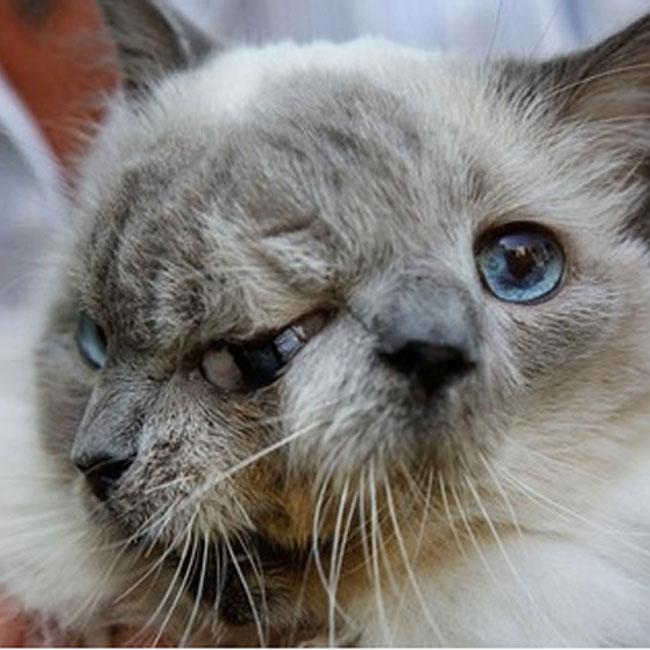 Conozca al Gato con dos caras que festejó cumpleaños número 12