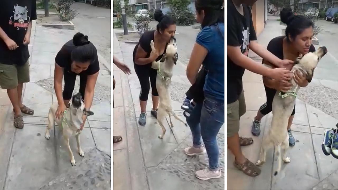 El emotivo reencuentro de un perrito y sus dueños que se habían separado por varios días (VIDEO)