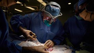  EE.UU.: trasplantan por primera vez un riñón de cerdo genéticamente modificado a un humano