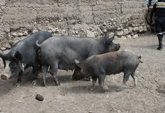 Clausuran chanchería clandestina en Lurín: comercializaban carne de cerdo descompuesta